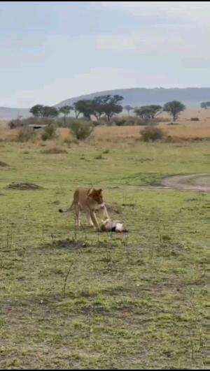 singa vs burung bango  #singa #burung 