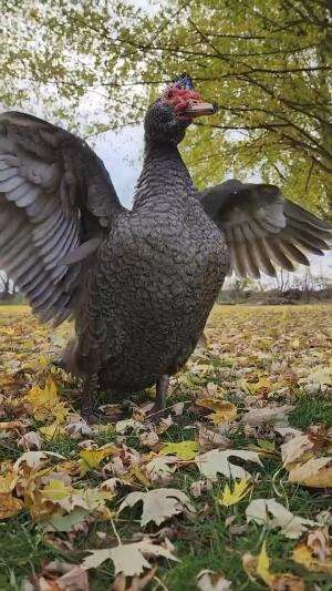 entok cantik super jumbo

#HOTrctiplus #shortplus #beternak