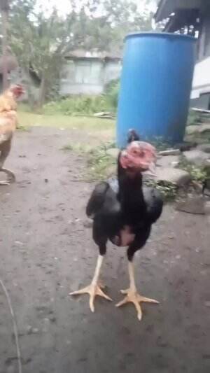 para kumpulan ayam ayam ku