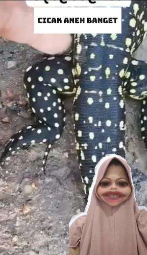 Cicak aneh  #cicak #viral #reaction #RCTIPlus 