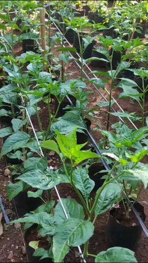 #Berkebun #fyp #fypシ゚viral #trending #foryou #RCTIPlus #HOTrctiplus 