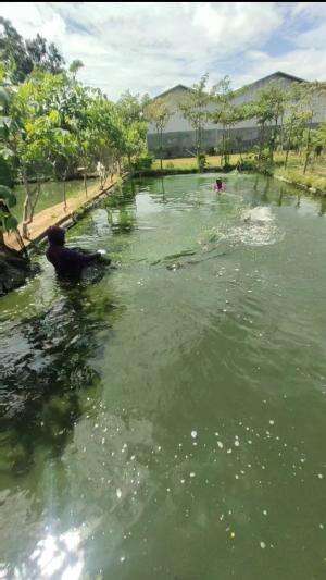 panen ikan gurami #guramefish #panenikangurame