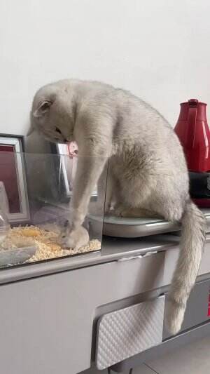 kucing dan hamster #kucinglucu #Kucing #hamster #Viral #fyp 
