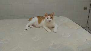 kucing kayak gni enaknya diapain ya?
#HOTrctiplus #shortplus #kucingoyen #duniakucing