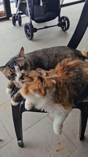 nyantai sore 
#HOTrctiplus #shortplus #kucingoyen #duniakucing