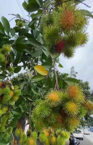 "Waiting for the rambutan fruit to ripen."

#WaitingForRambutan

#RambutanSeason

#TropicalFruit

#FruitLovers

#PatienceIsFruitful

#Ripeni