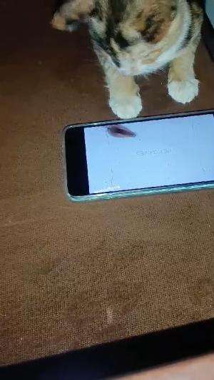 kucing kampung mainan hp
#HOTrctiplus #shortplus #kucingoyen #duniakucing