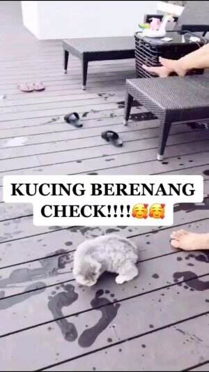 kucinglucu #Kucing 
