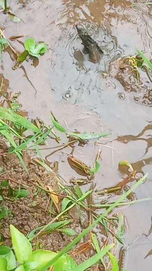  #ngurekbelut #ngureukmania #spotngureuk #spotngurek #ngurekbelut #belutsawah #Belut #sidat #memancing  #mancingbelut #Cara mancing #memanci