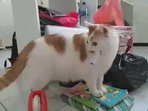 kucing gemoy ini marah kalau mainannya diambil
#HOTrctiplus #shortplus #kucingoyen #duniakucing