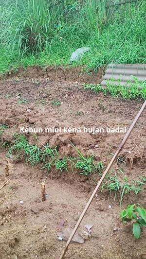 Kebun mini kena hujan badai
#kebunminimalis #Berkebun 