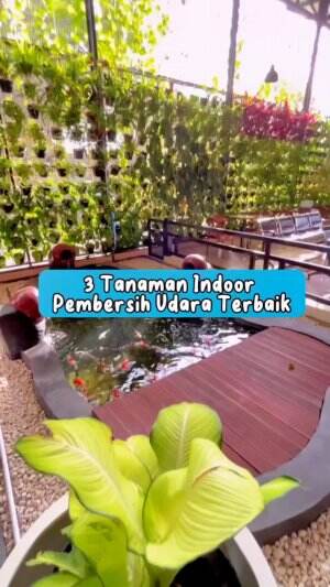 udah punya 3 pohon ini?