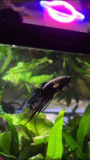  #fish  #ikankoi  #hobby 