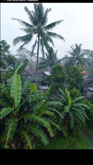깊은 휴식을 위한 강우 #rain #rainsounds #nature #villagelife 