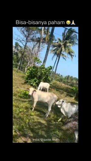 MALU BERTANYA SESAT DI JALAN