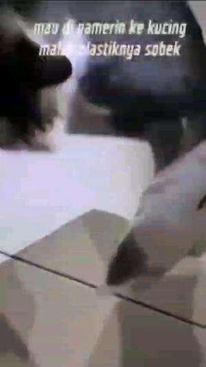 MAU PAMER KE KUCING
#videolucu #komedi #comedy