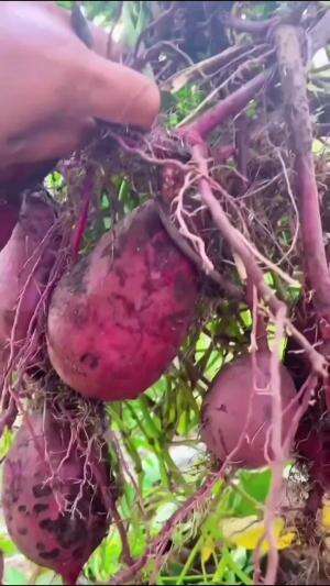 Ubi jalar Ungu #Berkebun #edukasi #fyp #fypシ゚viral #trending #foryou #RCTIPlus #HOTrctiplus