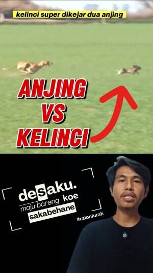 kelinci dikejar dua anjing #kelinci #anjing #seru