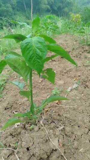#Berkebun #fyp #fypシ゚viral #trending #foryou #RCTIPlus #HOTrctiplus 
