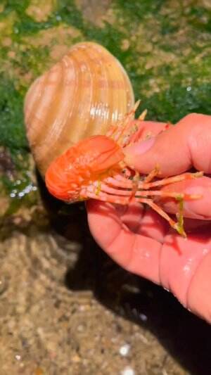 Jari tangan digigit udang dan kerang
.
#laut
#udang
#rctiplus