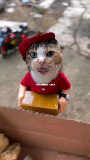 PAKET SALAH 

#kucinglucu #kucingoyen #catlovers #pencintakucing #kucinggemoy #kucinggemes #sahabarkucing