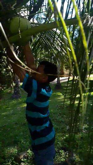 Metik buah kelapa muda di pohon kelapa 1 ,5 meter#dagdigdug  #dugan #sinetronviral 