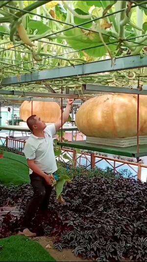 Waloh raksasa tumbuh di China #Berkebun #edukasi #fyp #fypシ゚viral #trending #foryou #RCTIPlus #HOTrctiplus
