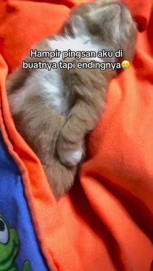 kucing ini terlalu pulas tidurnya
#HOTrctiplus #shortplus #kucingoyen #duniakucing