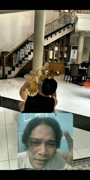 😱🤩Lucu Banget Sih Ini Harimau

 #fypシ゚viral #shortplus #RCTIPlus #semuaorang #reaction #monetisasirctiplus 