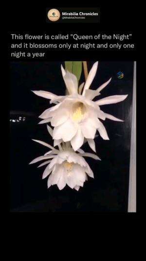 It blooms only once a year—at night—and withers by dawn. The Queen of the Night, or Bunga Wijaya Kusuma, is a rare and sacred flower that ca