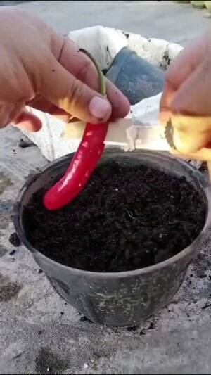 #Berkebun #fypシ゚viral #trending #foryou #RCTIPlus #HOTrctiplus 