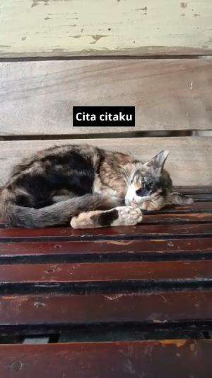 cita citaku 

#HOTrctiplus #shortplus #kucingoyen #duniakucing