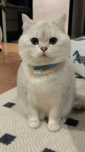 DIMARAHIN, TAPI SOK NGERTI

#kucinglucu #kucingoyen #catlovers #pencintakucing #kucinggemoy #kucinggemes #sahabarkucing