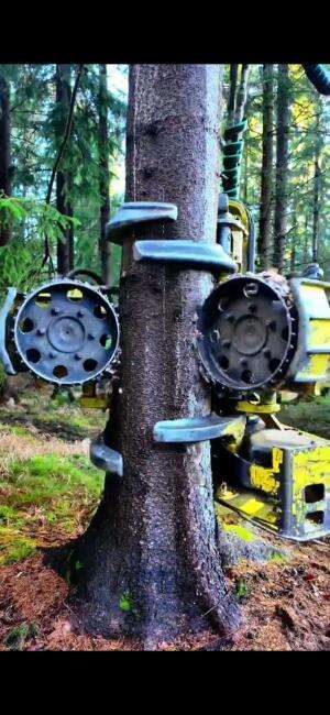 Hanya 10 detik menebang. Tapi butuh 30-40 tahun untuk melihatnya tumbuh.