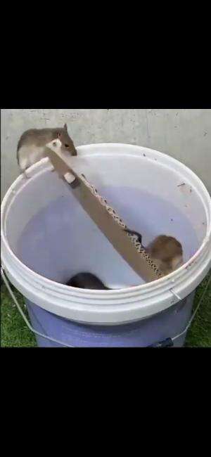 Perangkap tikus yang unik