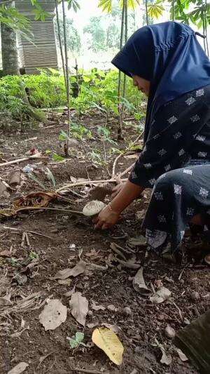 masak jamur barat hasil bolanv disekitaran rumah  #sukamasaksukamakan #gakmasakgakmakan #motong jamurnya enak bagnet 