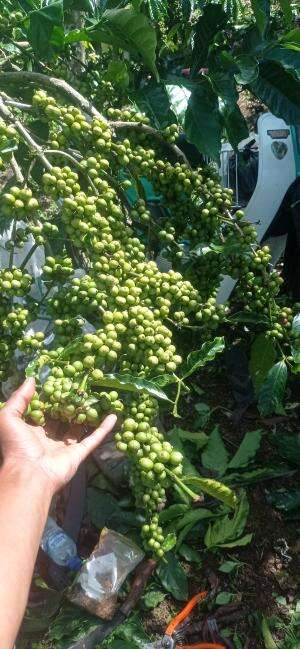 proses penjemuran kopi robusta klon bagio #kopibagio #kopilampung #kopiindonesia
