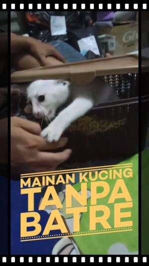POV : Ketika Kamu Punya Mainan Kucing Tanpa Batre #kucinglucu #duniakucing #Viral #fyp 
