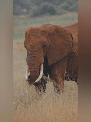 Tentang Gajah #Gajah #Edukasianak
 #hewan 