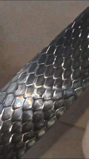 si black kluar dari celana
#shortplus #shorts #short 