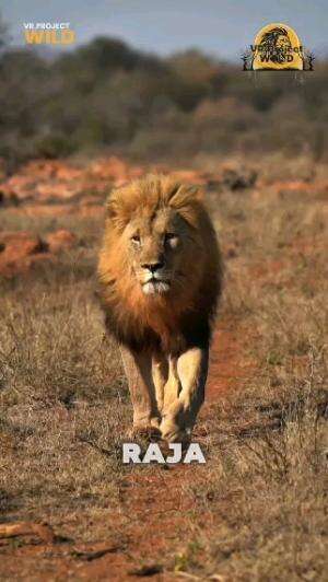 Raja dari Savana #singa  #savana  #RCTIPlus 