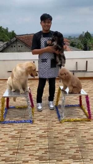 hewan hewan yg luar biasa pintar semoga mnghibur para penonton 