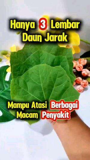 HANYA 3 LEMBAR DAUN JARAK MAMPU ATASI BERBAGAI MACAM PENYAKIT

#tipsandtrik #tips #trik #tutorial #kreatif #hiburan #inspirasi #inspiratif 