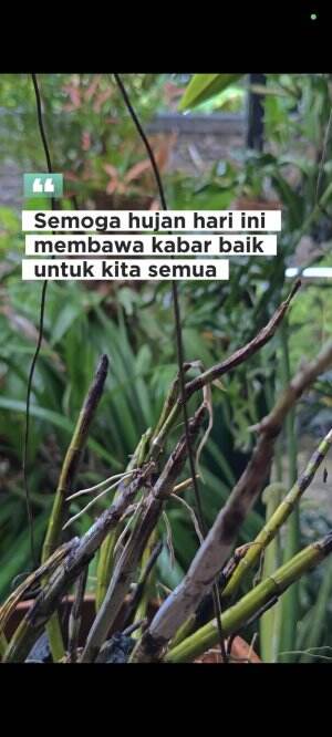 🌧️ Semoga Hujan Hari Ini Membawa Kabar Baik untuk Kita Semua
Di tengah derasnya hujan, seringkali tersembunyi berkah yang menanti. Semoga ha