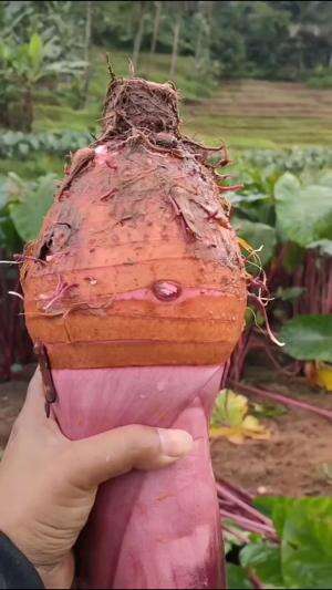 Ubi talas #Berkebun #edukasi #fyp #fypシ゚viral #trending #foryou #RCTIPlus #HOTrctiplus