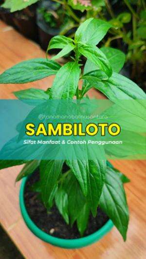 Khasiat & Manfaat Tanaman Sambiloto Beserta Cara Olahnya #kesehatan #herbal bermanfaat  #tanaman