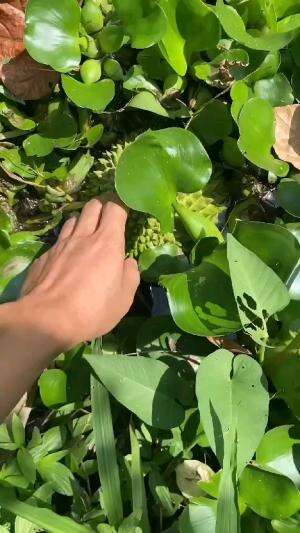 berbagai cara mengkonsumsi buah durian di indonesia #Inspirasi 