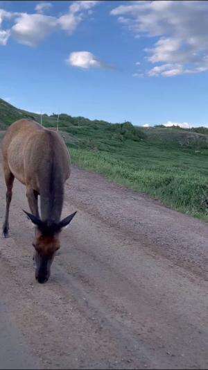 keindahan alam dan penghuninya   #RCTIPlus  #HOTrctiplus  #videokreatif 
 #virall 