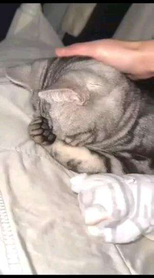 MALU MALU KUCING

#kucinglucu #kucingoyen #catlovers #pencintakucing #kucinggemoy #kucinggemes #sahabarkucing