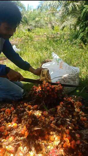 brondolan sawit

 #carijamursawit  #panensawit 
